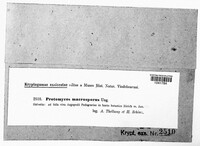 Protomyces macrosporus image